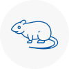 Rat Control Sandhurst